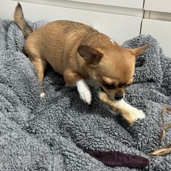 True Carnivores - RABBIT FOOT = DELICIOUS - Pet Stores Near Me - Vancouver, British Columbia True Carnivores - RABBIT FOOT = DELICIOUS - Pet Stores Near Me - Vancouver, British Columbia