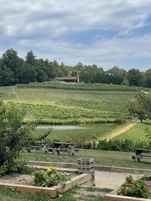 Crane Creek Vineyards by null