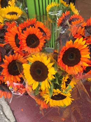 Santa Clara Organic Market by null