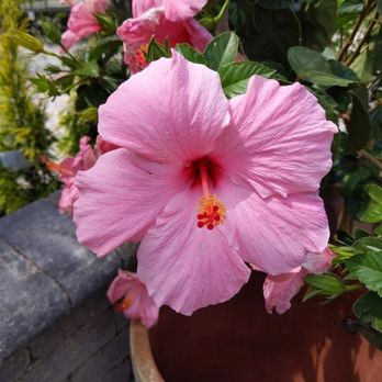 McKinley Garden Center - Nurseries & Gardening Near Me - Mishawaka, Indiana