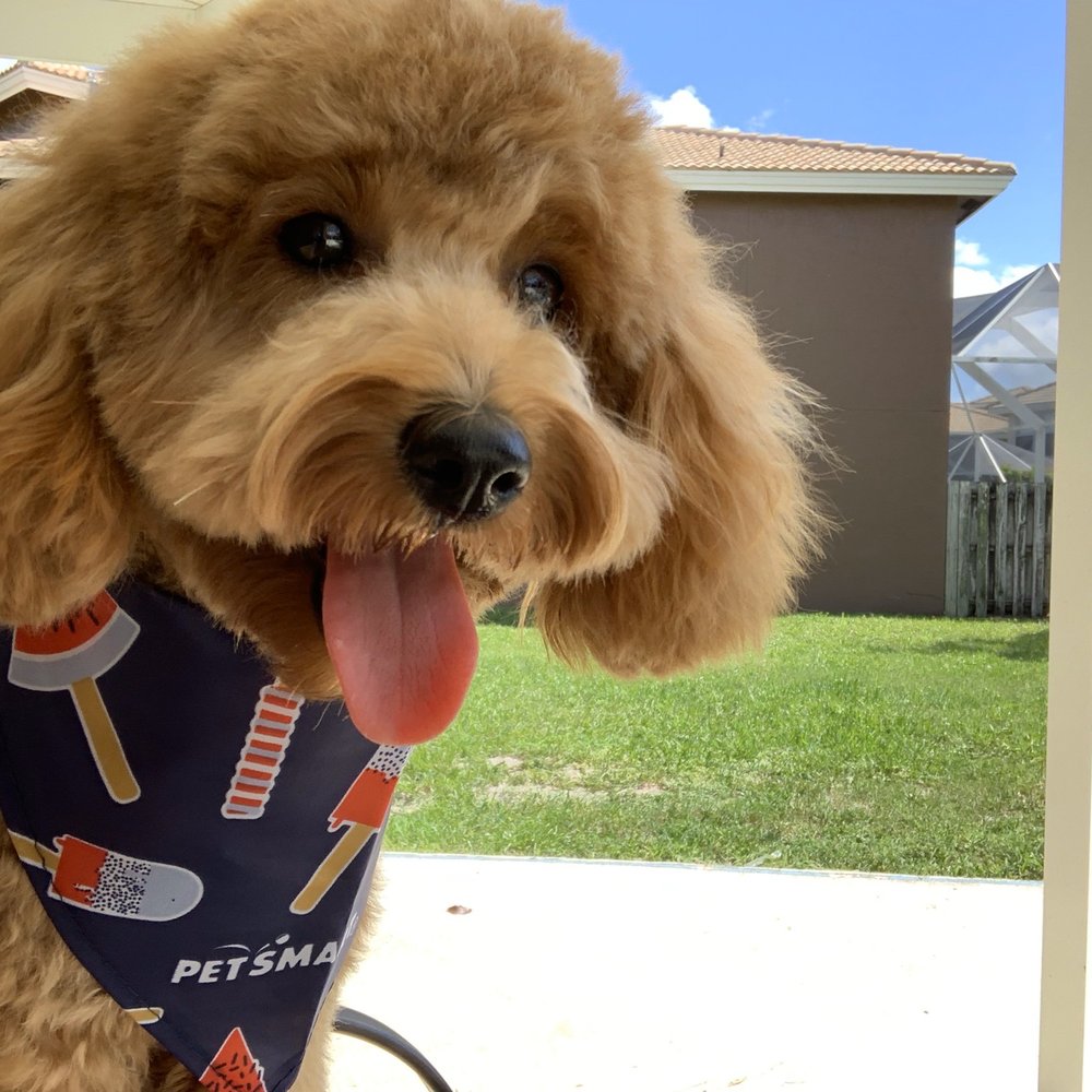 PetSmart - After her grooming! - Pet Training Near Me - Boynton Beach, Florida