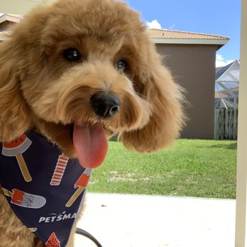 PetSmart - After her grooming! - Pet Training Near Me - Boynton Beach, Florida PetSmart - After her grooming! - Pet Training Near Me - Boynton Beach, Florida