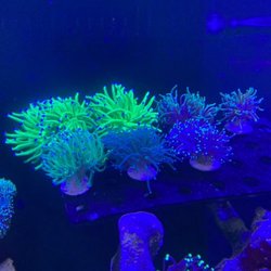 Poseidon Aquarium - Torch coral