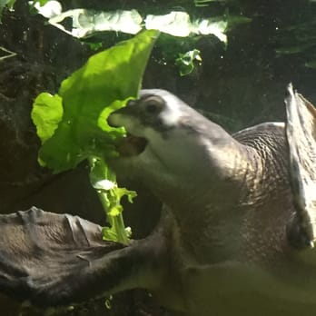 Bronx Zoo - Sea turtle eating leaves - Zoos Near Me - Bronx, New York