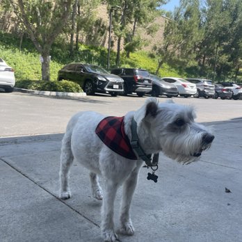 Mobile Dog Grooming - Summer cut for my schnauzer! - Pet Groomers Near Me - Irvine, California Mobile Dog Grooming - Summer cut for my schnauzer! - Pet Groomers Near Me - Irvine, California