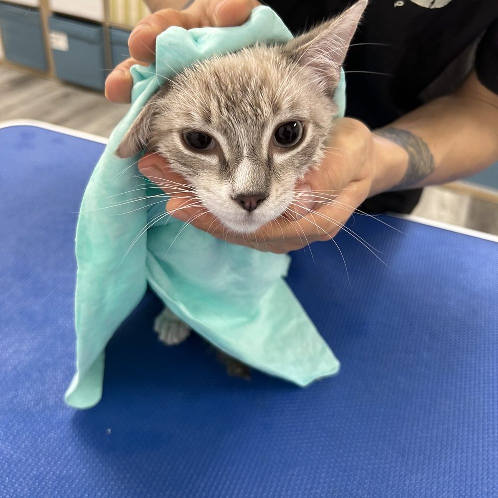 Pet Beloved - Pet Groomers Near Me - San Diego, California Pet Beloved - Pet Groomers Near Me - San Diego, California
