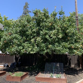 Stone Tree - After - Tree Services Near Me - Concord, California