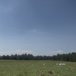 Golf Club At Brickshire - Driving range