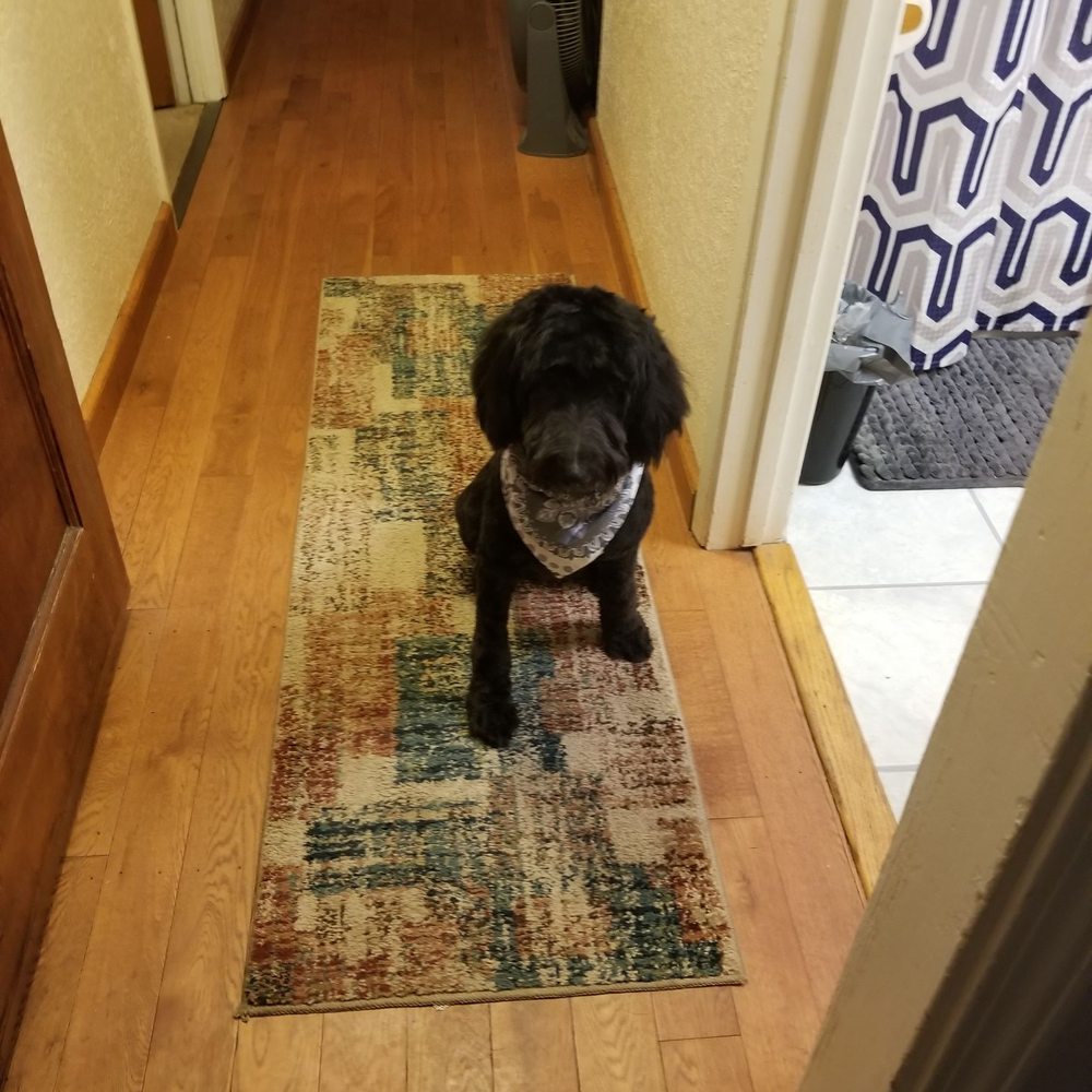 PetSmart - Black Betty is her favorite song - Pet Stores Near Me - Sacramento, California PetSmart - Black Betty is her favorite song - Pet Stores Near Me - Sacramento, California