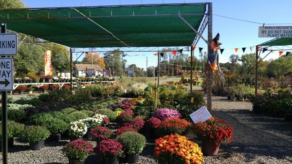 Countryview Farm Nursery 599 Buckelew Ave Monroe Township Nj 599 Buckelew Ave Monroe Township Nj