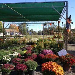Countryview Farm Nursery Nurseries Gardening 599 Countryview Farm Nursery Nurseries Gardening 599