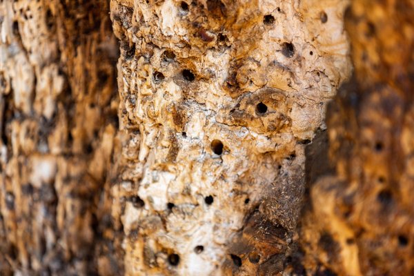 Calaveras Big Trees State Park by null