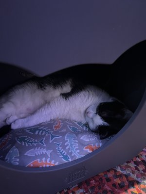 Mac Tabby Cat Cafe - Charlotte by null