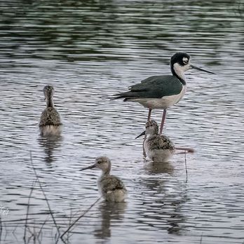 Orlando Wetlands - Stilts - Parks Near Me - Christmas, Florida