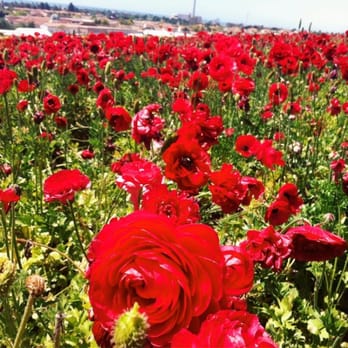 The Flower Fields - Venues & Event Spaces Near Me - Carlsbad, California