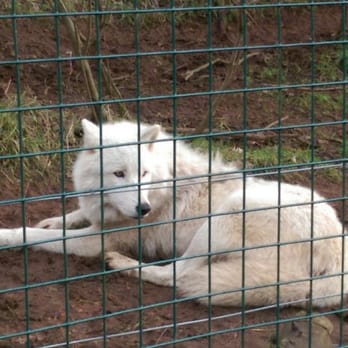 The Five Sisters Zoo - Arctic Wolf - Zoos Near Me - West Calder, WLN