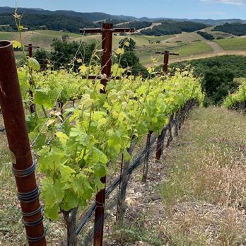 Niner Wine Estates - Wine Tasting Room Near Me - Paso Robles, California Niner Wine Estates - Wine Tasting Room Near Me - Paso Robles, California