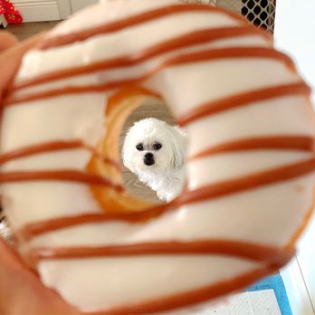 Hole in One Donuts - a small white dog inside - Donuts Near Me - Tarpon Springs, Florida Hole in One Donuts - a small white dog inside - Donuts Near Me - Tarpon Springs, Florida
