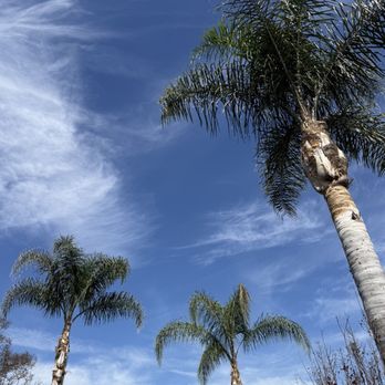 Golden Roots Tree Care - Beautiful trimmed palms - Tree Services Near Me - Sacramento, California Golden Roots Tree Care - Beautiful trimmed palms - Tree Services Near Me - Sacramento, California