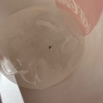 Tootsie's - Found a fly half way through drinking my WATER. :( - Burgers Near Me - Sequim, Washington Tootsie's - Found a fly half way through drinking my WATER. :( - Burgers Near Me - Sequim, Washington