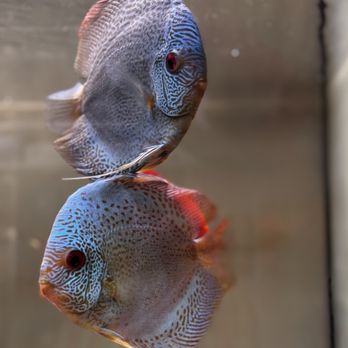 Discus Madness - Aquarium Services Near Me - Union, New Jersey