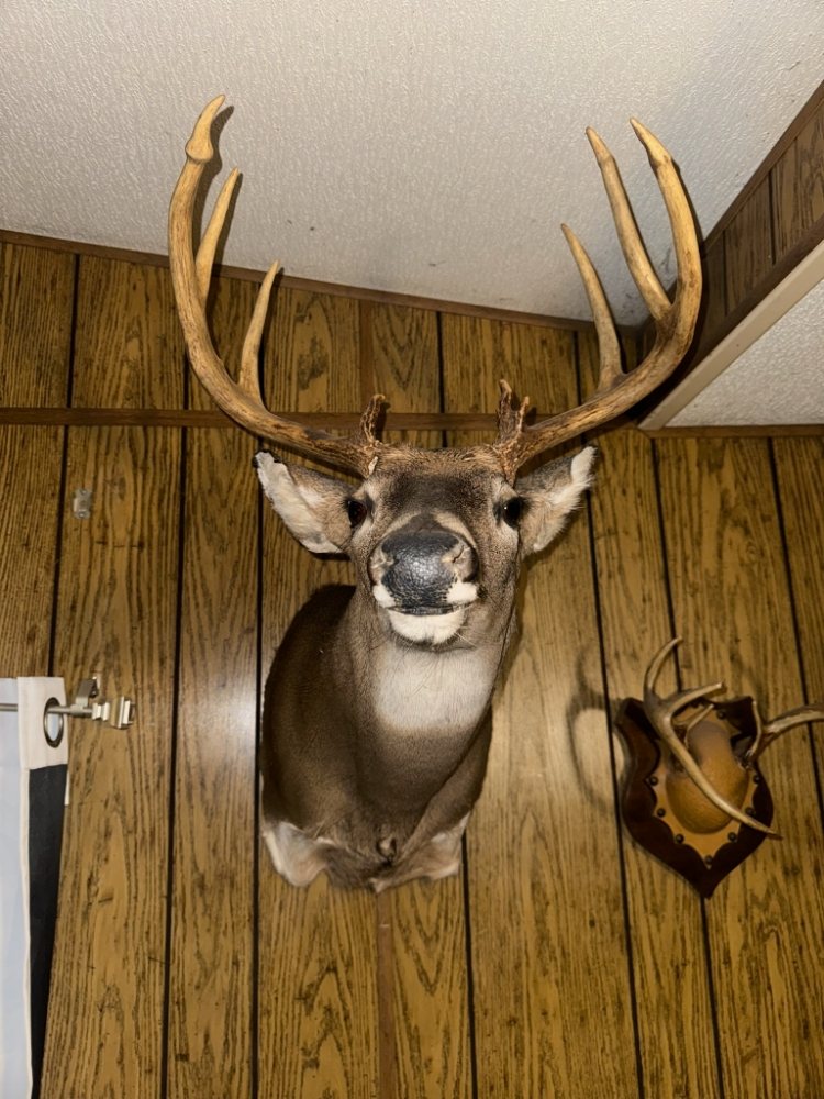 Dirty Dixie Taxidermy - taxidermy in Roxboro, NC