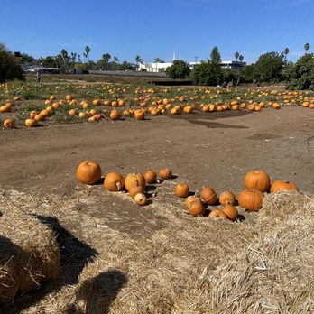Farm Stand West, Fresh Produce, Pumpkin Patch, Christmas Trees - Fruits & Veggies Near Me - Escondido, California Farm Stand West, Fresh Produce, Pumpkin Patch, Christmas Trees - Fruits & Veggies Near Me - Escondido, California