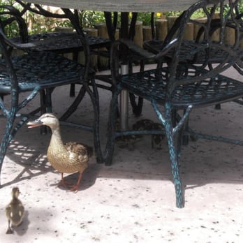 Roaring Fork - Ducks and small lizards (brown anoles) will keep you company if you eat outside. - Sandwiches Near Me - Lake Buena Vista, Florida Roaring Fork - Ducks and small lizards (brown anoles) will keep you company if you eat outside. - Sandwiches Near Me - Lake Buena Vista, Florida