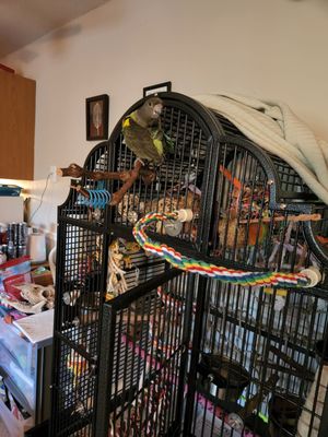 BIRDMAN'S PARROTS by null