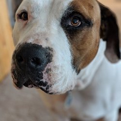 On-Guard Pet Sitting - Beefcake