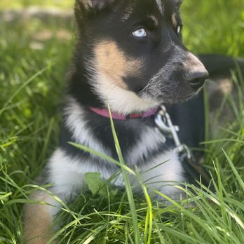 Staycation For Dogs - Pet Groomers Near Me - Vista, California