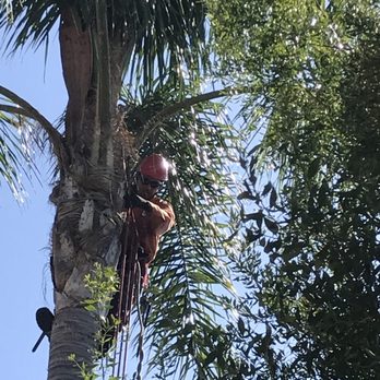 Environmental Green Tree Care - Tree Services Near Me