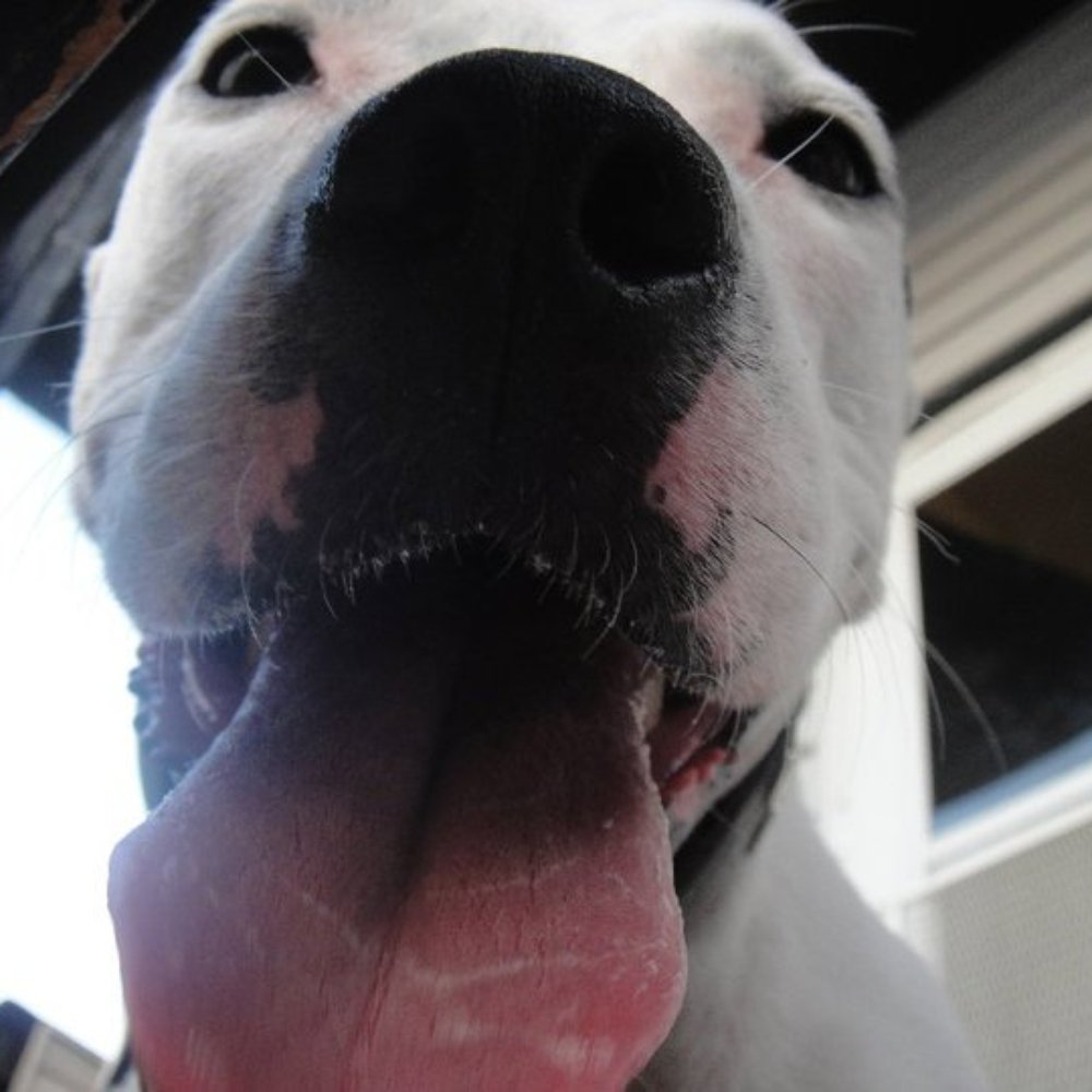 Humane Animal Rescue - chicken face. - Animal Shelters Near Me - Pittsburgh, Pennsylvania