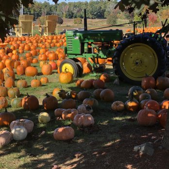 Marini Farm - pumpkins and a tractor in a field - Christmas Trees Near Me - Ipswich, Massachusetts