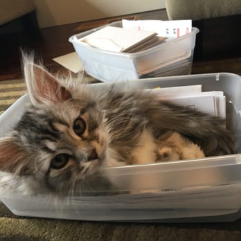 Charodey Siberians - Helping me pay bills - Pet Breeders Near Me
