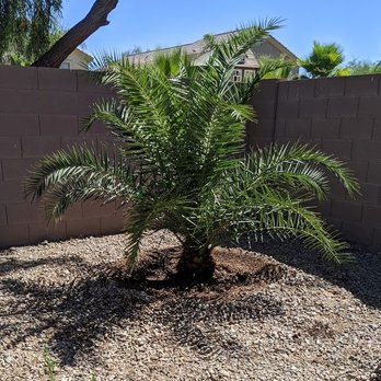 Moon Valley Nurseries - Our new pineapple palm tree! - Nurseries & Gardening Near Me - Avondale, Arizona Moon Valley Nurseries - Our new pineapple palm tree! - Nurseries & Gardening Near Me - Avondale, Arizona