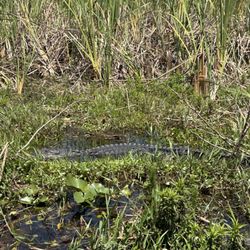 Crazy Gator Airboat Tours - Bashful sunning herself showing off her length