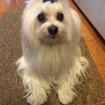 The Pet Salon - Pet Stores Near Me - Glendale, New York