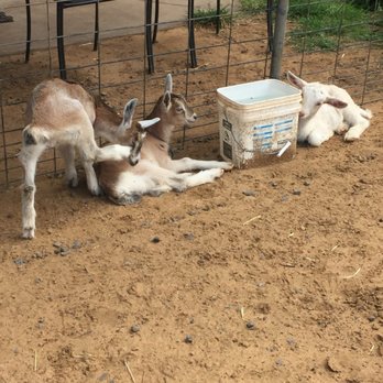 Surfing Goat Dairy - Goats! - Cheese Shops Near Me - Kula, Hawaii Surfing Goat Dairy - Goats! - Cheese Shops Near Me - Kula, Hawaii