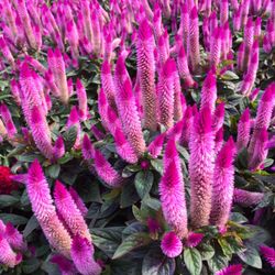Great Swamp Greenhouses - Intenz Celosia