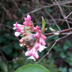 Frühling