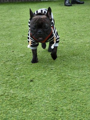 Fetch Park O4W by null