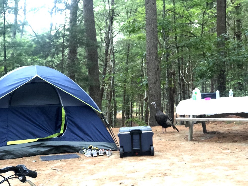 SHAWMECROWELL STATE FOREST Updated August 2024 31 Photos & 24