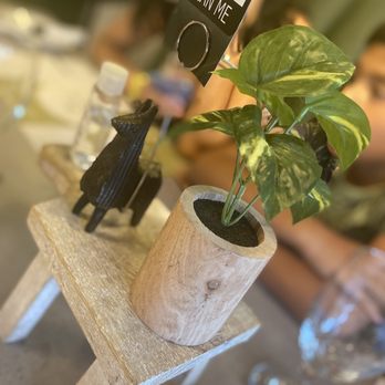 Oh Ceviche - a plant in a wooden pot - Peruvian Near Me - Davie, Florida Oh Ceviche - a plant in a wooden pot - Peruvian Near Me - Davie, Florida