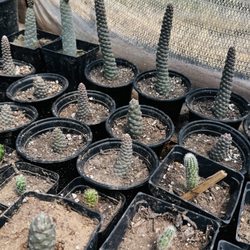Roadrunner Landscaping and Nursery