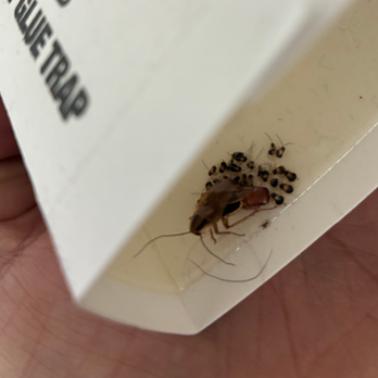 Crest Pest Control - Catching a cockroach right before it multiplies - Pest Control Near Me - Upland, California Crest Pest Control - Catching a cockroach right before it multiplies - Pest Control Near Me - Upland, California