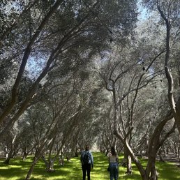 Olive oil trees Olive oil trees