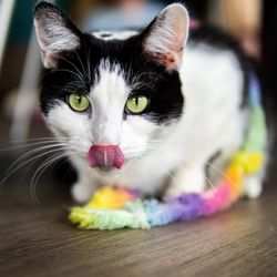 The Catmosphere