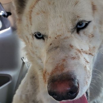 Mystic Mobile Grooming - Before with stain all over the body - Pet Groomers Near Me