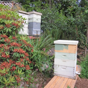 Dancing Bee Apiary - Upper apiary - Health Markets Near Me - Eatonville, Washington